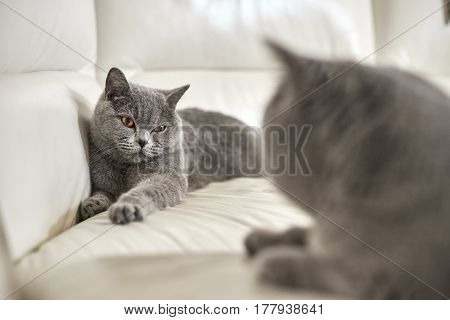 Mating purebred cats lying on sofa indoors