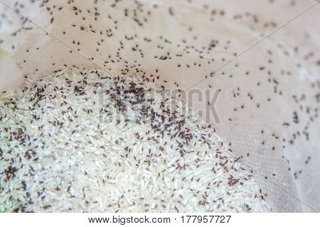 dark brown color of bugs or moth in raw rice, pest, snout beetles, insects that eat and destroy raw rice in white bag.