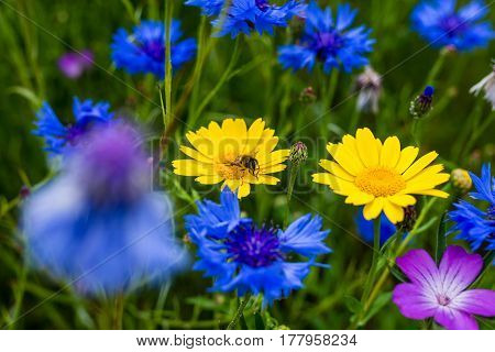 A Bee Pollinating On A Yellow Daisy