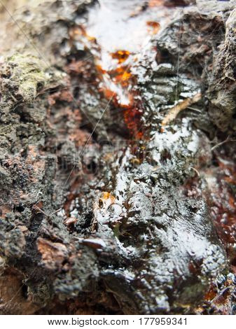 An abstract shot of some dried cracked and sticky tree lava.
