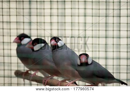 A row of cage red beaked birds sat on their perch.