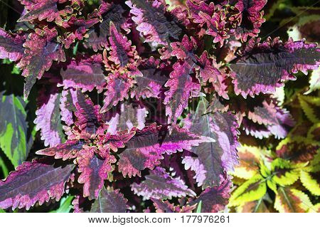Coleus. Full frame view of purple and green coleus