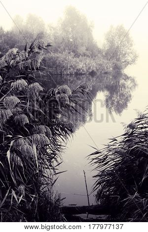 Foggy morning on river. Autumn landscape with reeds in foreground and trees in background. Beautiful nature in mist. Sad mood. Toned black and white photo