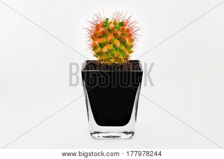 White background isolated cactus in vase beauty