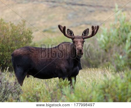 The Shiras moose in Colorado is the smallest of the moose species in North America.