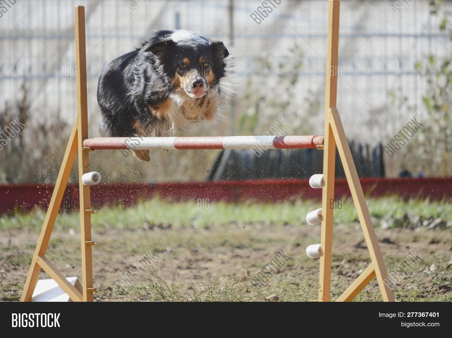 Agility Dog Jumps Over Image & Photo (Free Trial) Bigstock