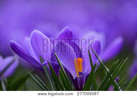Crocuses