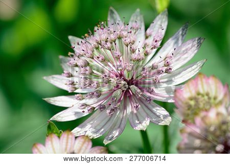Astrantia Major (great Masterwort)