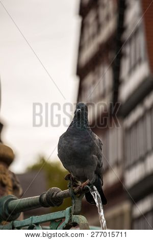 Drinking Pigeon Sitting On A Fountain With Old Houses In The Background