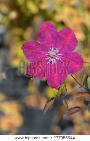 Clematis Red Cardinal - Latin Name - Clematis Rouge Cardinal