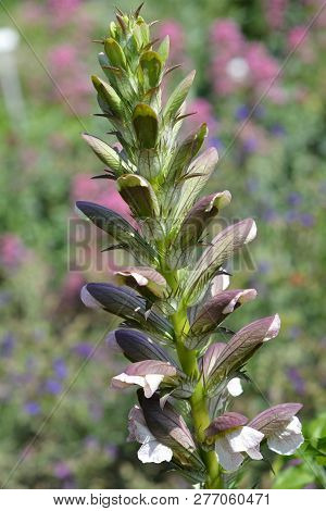 Balkan Bears Breeches Flower - Latin Name - Acanthus Hungaricus (acanthus Balcanicus)