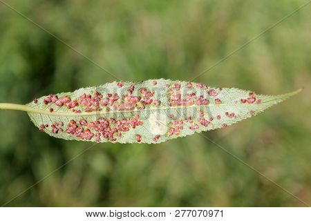 Wart-like Willow Leaf Gall Mite (aculops Tetanothrix) On Green Leaf Of Salix Specimen