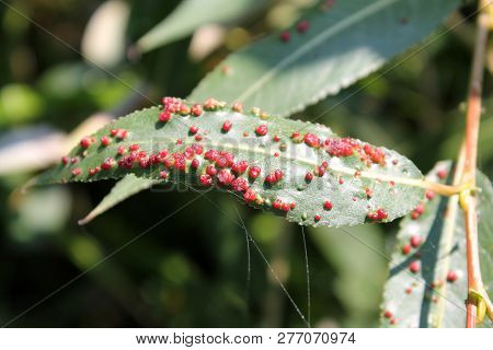 Wart-like Willow Leaf Gall Mite (aculops Tetanothrix) On Green Leaf Of Salix Specimen