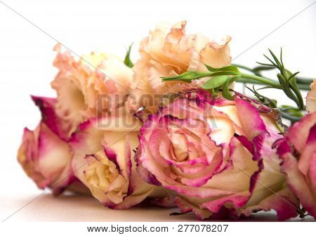 Multi-colored Large Buds Of Tea-yellow With Pink Edging Of Roses And Double Beige Flowers Of Alstroe