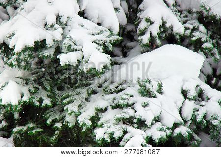 Spruce Branches Covered With A Thick Layer Of White Snow