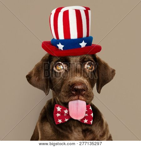 Cute chocolate Labrador Retriever in Uncle Sam hat and bow tie