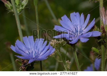 Two Beautiful Succory Flower Are Growing On A Spring Meadow.