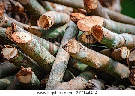 Close Up On A Pile Of Chopped Wood From Tree Trunks And Branches