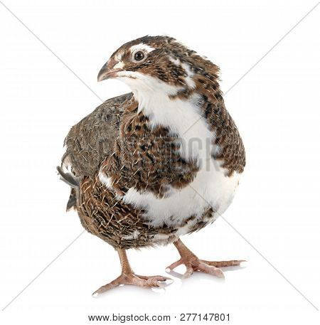 Japanese Quail In Front Of White Background