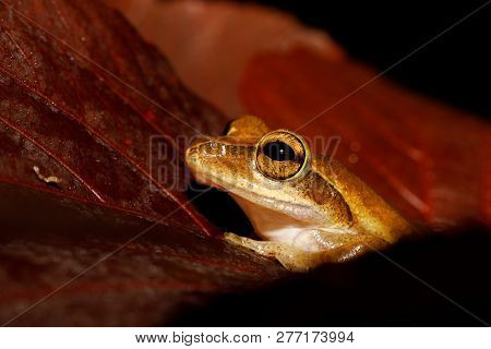 Tree Frog Boophis Rhodoscelis, Species Of Frog In The Mantellidae Family. Masoala National Park, Mad