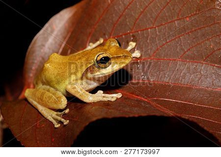 Tree Frog Boophis Rhodoscelis, Species Of Frog In The Mantellidae Family. Masoala National Park, Mad