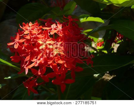 Vietnam, Farang Province. Beautiful Tropical Asian Vegetation