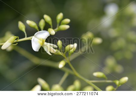 Weeping Japanese Pagoda Tree - Latin Name - Sophora Japonica Pendula