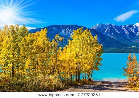  Concept of active, ecological and photo tourism. Rocky Mountains of Canada, Autumn flood of Abraham lake. Artificial Abraham lake reflects the golden foliage of aspen and birches