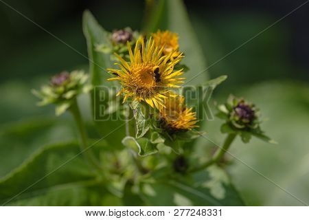 Inula Helenium Flower Macro Also Known As Elfdock, Horse Heal Plant. Roots Use In The Medicine