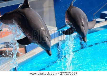 Dolphin Show