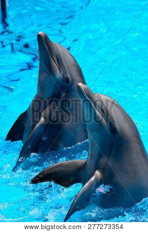 Dolphin Show
