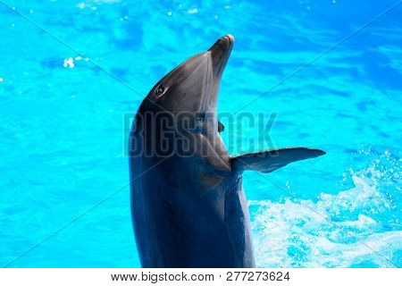 Dolphin Show