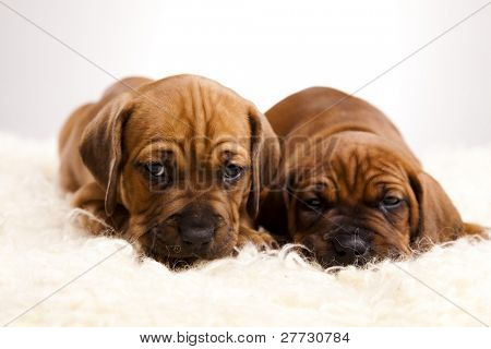 Cuccioli amstaff, bassotto