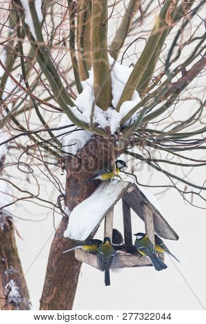 White wooden feedbox with many birds - yellow bluetit on snowy winter tree