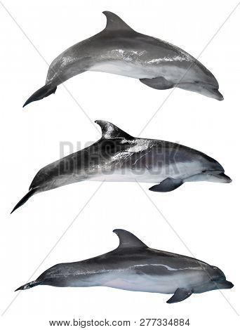 grey doplhins isolated on white background