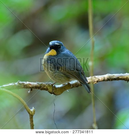 Beatiful Male Snowy-browed Flycatcher (ficedula Hyperythra) Possing On The Branch