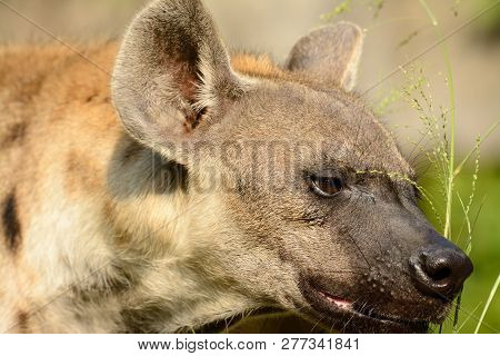 Beautiful Spotted Hyaenas (hyaena Hyaena) Looking For Her Prey