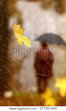 Late Autumn, The Last Leaf Falls. A Man With An Umbrella In Thought Stands In The Rain.