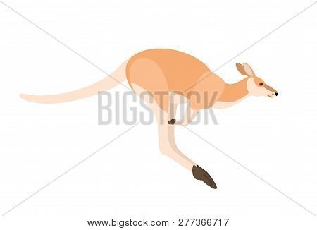 Jumping Kangaroo Isolated On White Background. Portrait Of Wild Australian Animal, Side View. Beauti