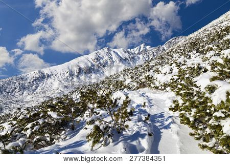 Winter Mountain Landscape. Snow-covered Mountainside And Coniferous Trees In The Snow Against The Bl