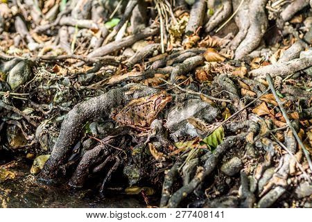 Yellow Frog Hiding And Blending In With The Ground