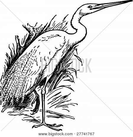 Ardea