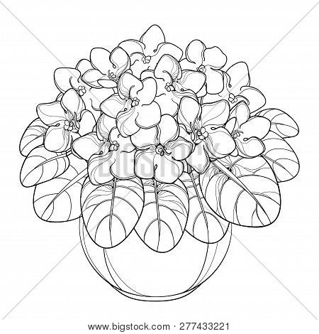 Vector Bouquet With Outline Saintpaulia Or African Violet Flower In Round Pot. Violet Flowers And Le