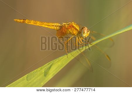 Southern Darter Dragonfly