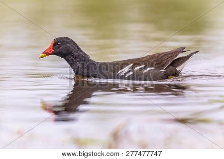 Common Moorhen (gallinula Chloropus) Bird Swimming In Reflecting Water Of Pond In Flanders Belgium. 