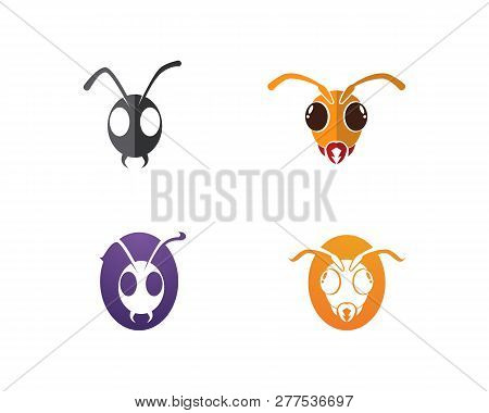 Ant Logo Template Vector Illustration
