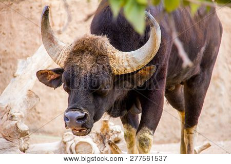 Close-up Of A Gaur, An Indian Bison, Bos Gaurus In A Nature Reserve