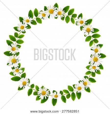 Fresh Green Leaves Of Siberian Peashrub And Daisy Flowers In A Round Frame Isolated On White Backgro