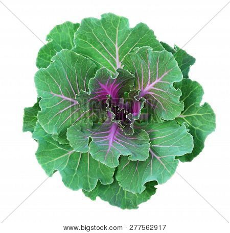 Ornamental Kale In Green And Purple Colors Isolated On White. Decorative Cabbage. Brassica Oleracea 