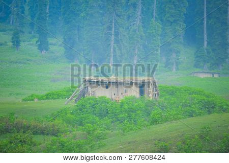 Moody Desaturated Look Of A Gujjar Hut In Foggy Dense Pine Forest Of Kashmir, India